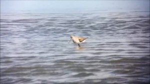 Terekruiter / Xenus cinereus / Terek Sandpiper @ Ezumakeeg Noord, Lauwersmeer NL 27-06-2015 Part 2