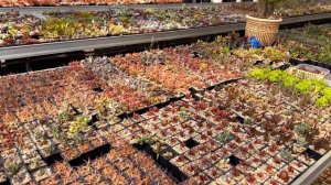 АДРОМИСКУСЫ ИЗ ЛИСТА ЗА ДВА ГОДА. ADROMISCHUS RARE SUCCULENTS 2 YEARS OLD