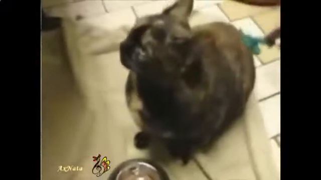 Говорящие коты и кошки   смотрите лучшие приколы про котов Смешные приколы с кошками1