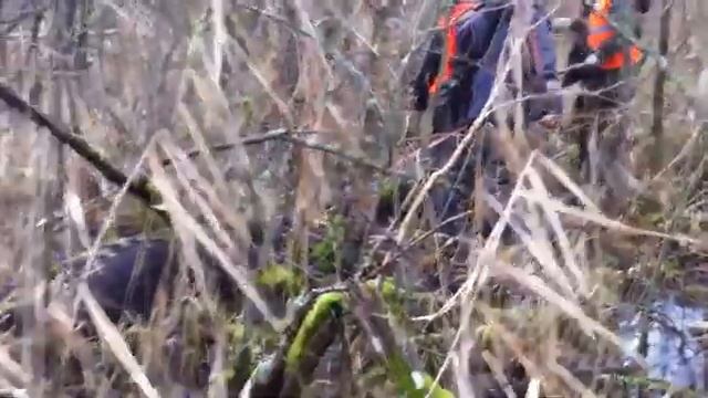 Загонная охота на кабана.Зима 2016.Большая свинья.Отличные трофеи.Hunting In Russia.
