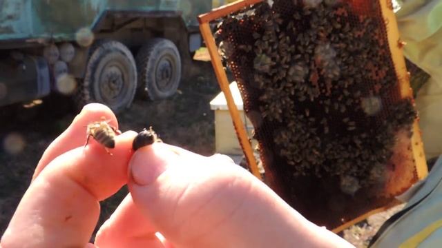 ТРУТЕНЬ в семье при первом весеннем осмотре! Как это? смотреть онлайн