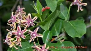 Обвойник греческий 🌿 греческий обвойник обзор: как сажать, саженцы обвойника