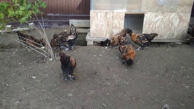 Петушки Павловское золото смотреть онлайн