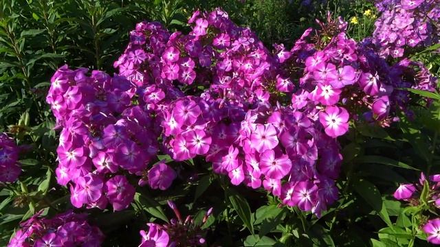 Флокс метельчатый Фестивальный. Автор: Грошикова М.И. год: 1944 смотреть онлайн