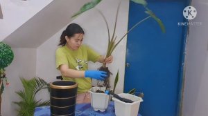 Alocasia repotting and alocasia care tips | Alocasia Sanderiana | Pearl Lifestyle TV