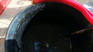 Розы. Искореняющая обработка осенью. Советы начинающим розоводам.