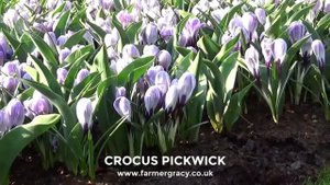 Crocus 'Pickwick' (or 'King of Stripe') - FarmerGracy.co.uk
