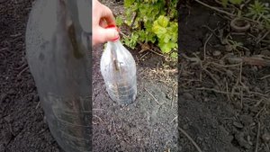Размножение грецкого ореха из черенка