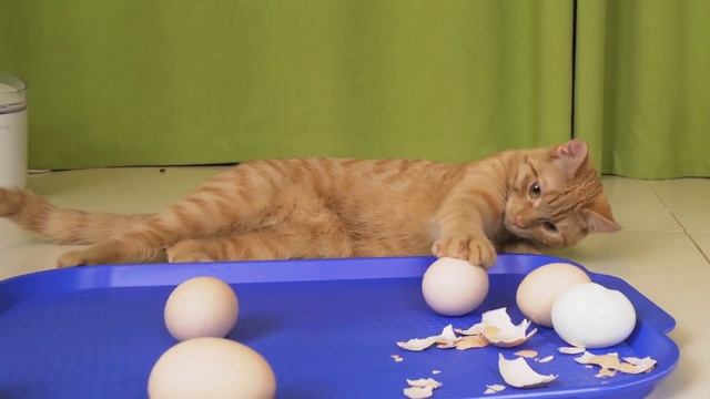 Что Это? Реакция моих питомцев на вареные яйца) смотреть онлайн
