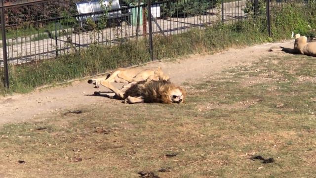 Счастье львиной жизни в Тайгане! Happiness of the lion's life in Taigan! смотреть онлайн