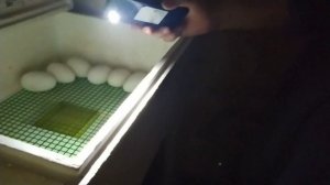 Контрольное овоскопирование осеннего гусиного яйца в 27 дней.