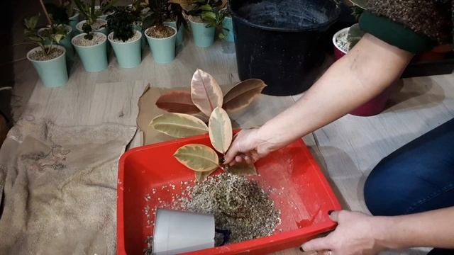 ФИКУС черенкование, укоренение, размножение, выращивание в ЦЕОЛИТЕ
