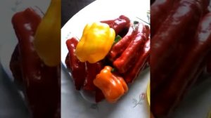 Засолка перца с джусаем на зиму.