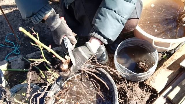 Пересадка розы весной,с чего начать?