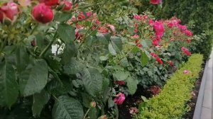 Лучшие сорта роз.Роза Соул (Soul®) Tantau Rosen.Немецкие розы.Nostalgische Strauchrosen. Duftgarten