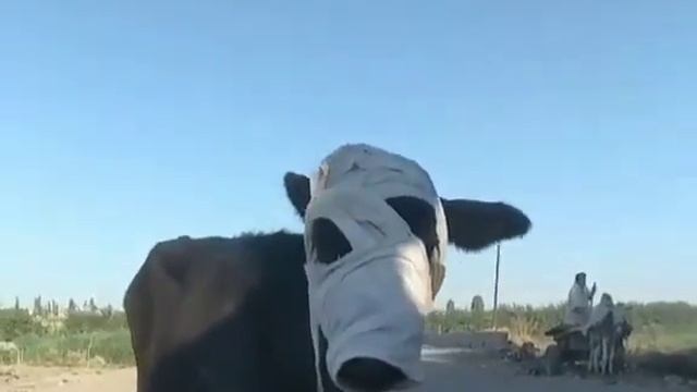 Dunyo seni tog'angmas смотреть онлайн