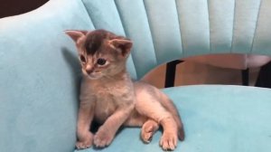 Голубая абиссинская. Редкий цвет. Абиссинские котята