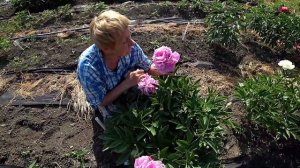 Нежный ярко-розовый пион SUSIE Q / Сад Ворошиловой