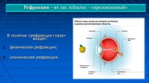 Основные оптические элементы глаза