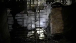 Чем я кормлю кроликов, а сахарную свеклу можно?