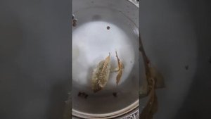 Сельдь маринованная.