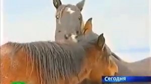 Генетический анализ карачаевской породы лошадей провели во Франции в 2008 году.