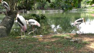 Зима в Малайзии: Куала-Лумпур в январе (2020, HD)