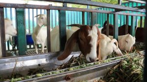 Почему нельзя есть мясо