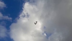 голуби Гапонова Юрия.  для друзей