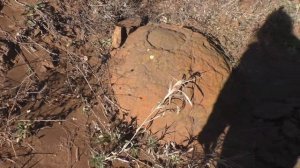 По Ушам и яйцам. Путешествие в сторону Камышина.