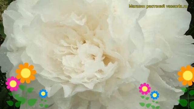 Пион молочноцветковый Др. Ф.Г. Бретур. Краткий обзор, описание paeonia lactiflora Dr. F.G. Brethour смотреть онлайн