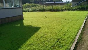 Газон на глине песке и 4см грунта первый покос часть 4