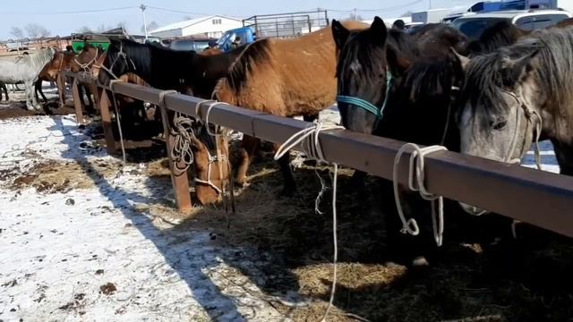 ССочный Малбазар 🔥🔥 Узынагаш Алматы 28.02.21 рынок скота