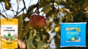 Можно ли смешивать карбамид (мочевину) с раствором препаратов меди осенью?