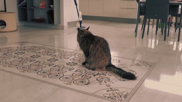 Карантин на даче. Кот, Лебеди и Тигр. смотреть онлайн