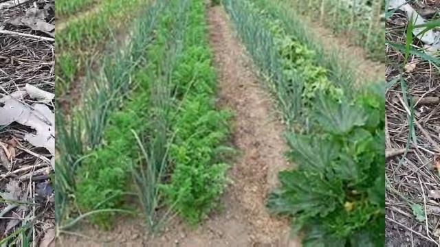 САМЫЕ РАСПРОСТРАНЕННЫЕ ПОЧВЕННЫЕ ВРЕДИТЕЛИ на огороде И БОРЬБА С НИМИ на участке и грядках. Препара