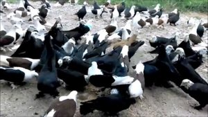 Шикарная КОЛЛЕКЦИЯ Бойных голубей краснодарской породы (СЕРГЕЙ ОРЛОВ , ст.Темиргоевская )