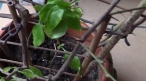 БУГЕНВИЛЛИЯ ПРОСЫПАЕТСЯ! РАСТЕНИЕ КОМНАТНОЕ И САДОВОЕ.