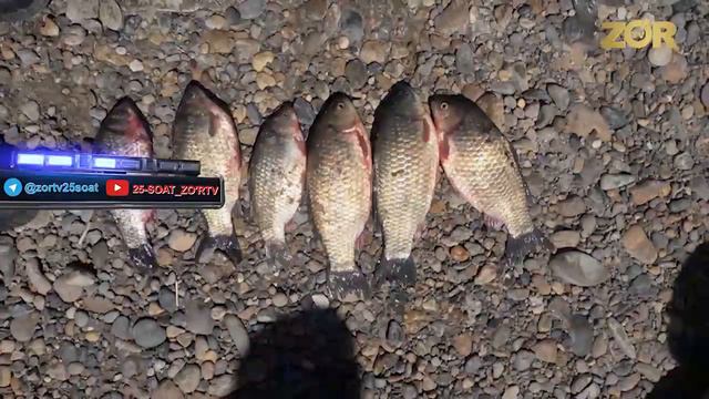 Бухоро вилоятида,балик овчиларига жинойи иш кузгатилган,ноконуний овлагани учун👍 смотреть онлайн