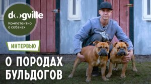 Староанглийские и Американские бульдоги - О породах с владельцем питомника