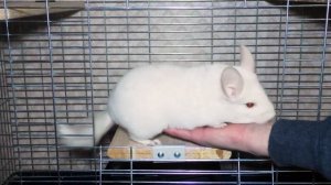 Почему шиншилла кусается. Шиншилла укусила до крови