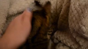 Бенгальская кошка мяукает и мурлычет под пледом)