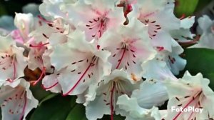 Почему ты мне не встретилась . Исполняет Лев Лещенко .