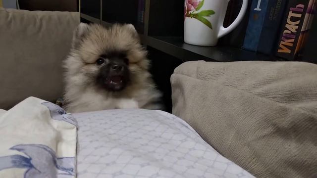 #шпиц #милота Щеночек шпица скулит смотреть онлайн