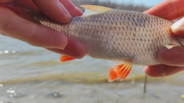 ПОЕХАЛИ ЗА ОКУНЯМИ ПО ЛЬДУ, А ПОЙМАЛИ КРАСНОПЕРОК ПО ВОДЕ!!СПАСИБО КОТУ))