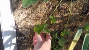 Что делаем с усами  у клубники.!