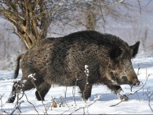 Кабаны в Чернобыльской зоне