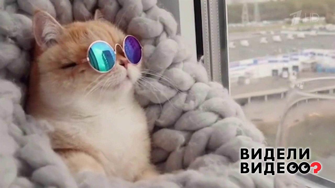 Кошка-фотомодель. Видели видео? Фрагмент выпуска от 24.11.2019