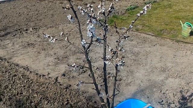 Борьба с жуком-цветоедом "Аленкой" лучший способ борьбы бронзовка мохнатая, алёнка! Все просто.