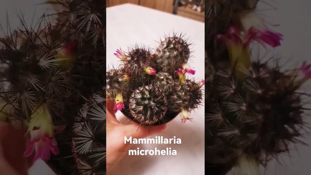 Mammillaria microhelia